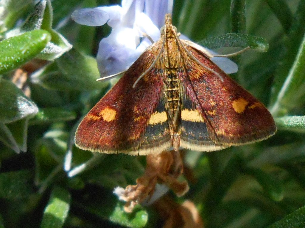 identificazione falena